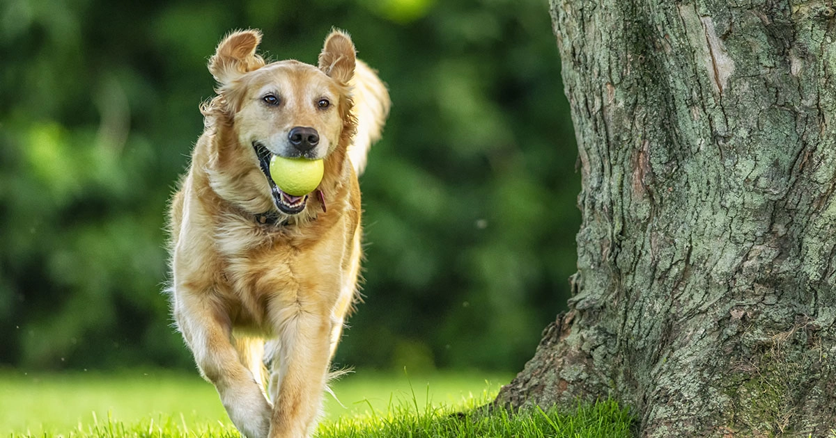 dog running with ball in its mouth